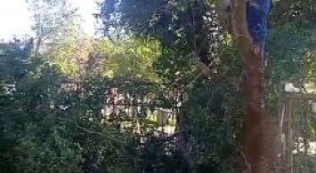 Tree Felling, Durawall & Building Extension in Bryanston East